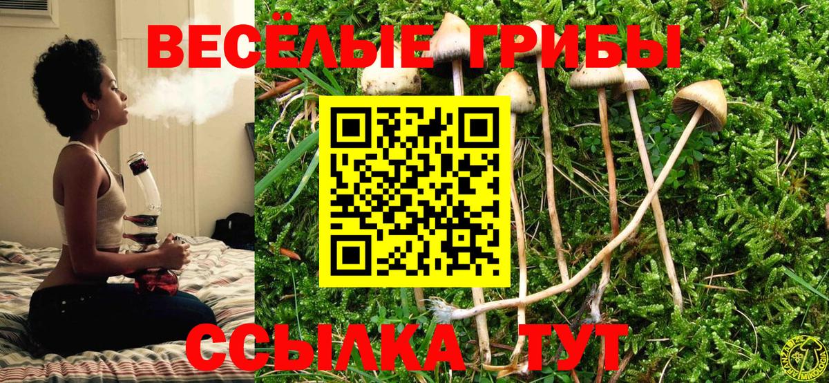 Псилоцибиновые грибы GOLDEN TEACHER  Галлюциногенные грибы GOLDEN TEACHER  Бийск  Вход с VPN 